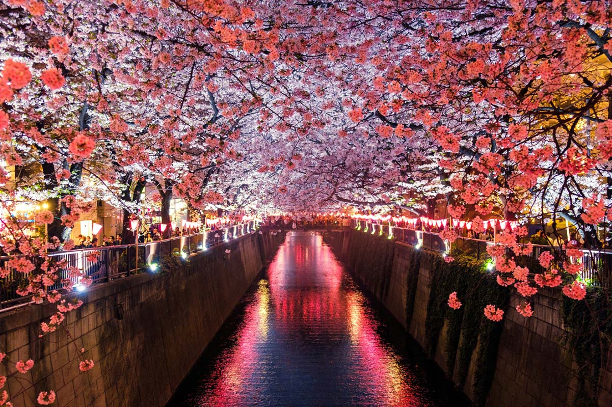 Picture of a River at night with Sakura Blossoms